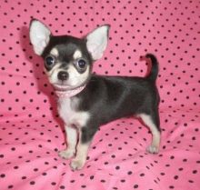 Affectionate chihuahua puppies