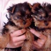 AKC registered yorkie puppies for re homing