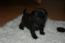 Healthy Pug puppies for re-homing