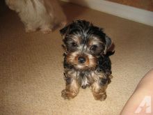 PARTY YORKIE PUPPIES FOR RE HOMING