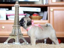 PUG PUPPIES Cute Pure Breed puppies males & females Ready Now