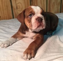 Stunning bulldog puppies