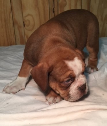 Friendly bulldog puppies Image eClassifieds4u