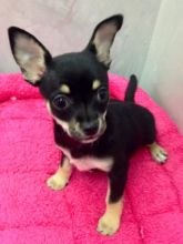 Affectionate chihuahua puppies Image eClassifieds4u 2