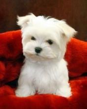Smoth Fox terrier puppies Image eClassifieds4u 1