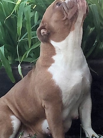 Stunning bulldog puppies Image eClassifieds4u