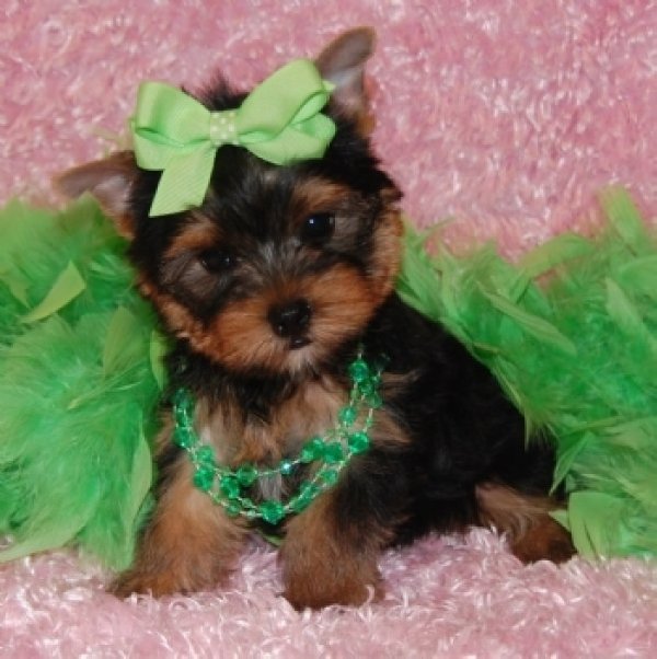 %100 Healthy Yorkie Puppies both 12 weeks old Image eClassifieds4u