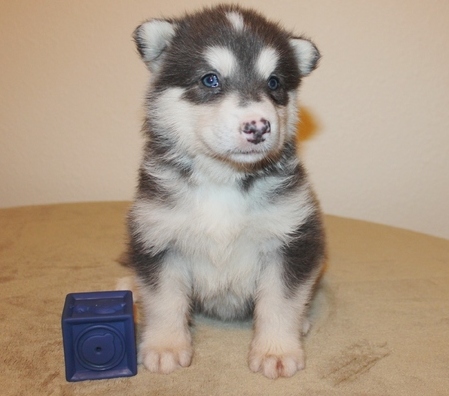 Amazing Alaskan Malamute Puppies Now Ready Image eClassifieds4u