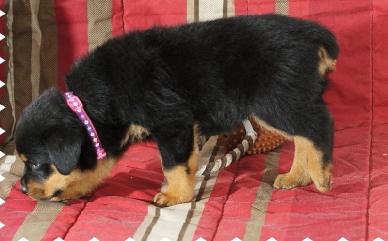 charming Rottweiler Male and Female puppies Now Ready Image eClassifieds4u