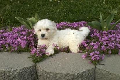 Cuddly and very playfu Bichon Frise puppy Now Ready Image eClassifieds4u