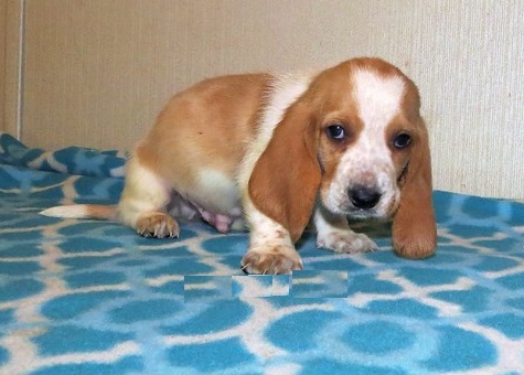 Cute Basset Hound for Good Homes Image eClassifieds4u