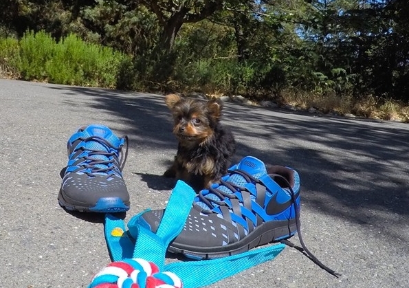 Cute Yorkie Puppies for adoption contact::: Image eClassifieds4u