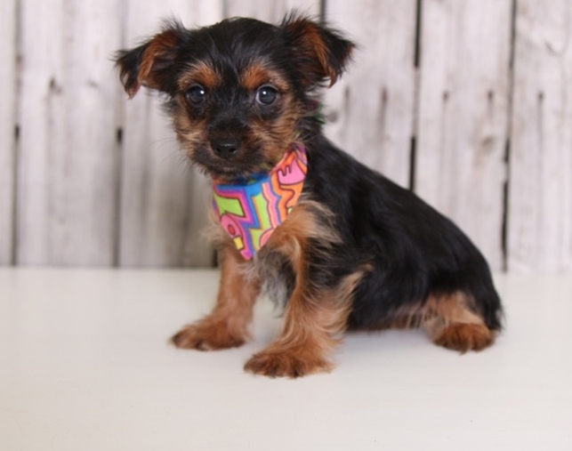 Cute Yorkie Puppies for adoption contact::: Image eClassifieds4u