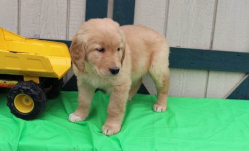 Energetic Fun Golden Retriever Puppies available for re homing Image eClassifieds4u