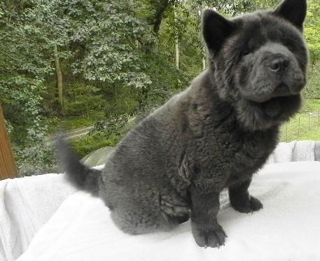 Fun Chow Chow Puppies looking to go for new homes Image eClassifieds4u