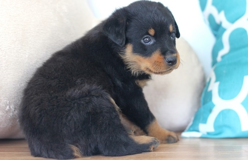 GOOD LOOKING ROTTWEILER PUPPIES FOR ADOPTION Image eClassifieds4u