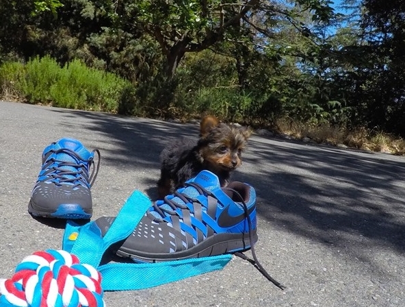 ktytkhjm Active Yorkshire Terrier puppies Now Ready Image eClassifieds4u