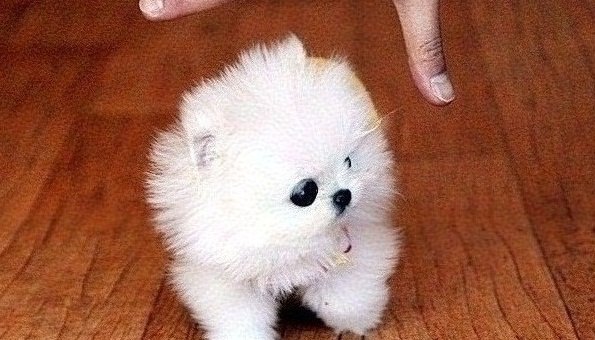 T-Cup C.K.C Reg 12 weeks old Pomeranian Puppies Now Image eClassifieds4u