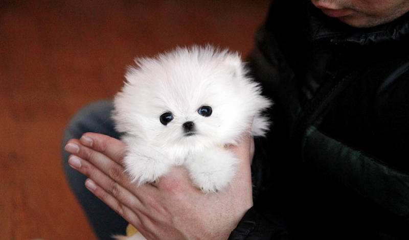 T-Cup C.K.C Reg 12 weeks old Pomeranian Puppies Now Image eClassifieds4u