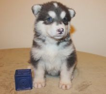 Amazing Alaskan Malamute Puppies Now Ready