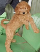 Available Male and Female Golden Doodle puppies Now Ready