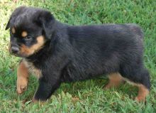 Beautiful Rottweiler Puppies Sale