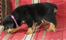 charming Rottweiler Male and Female puppies Now Ready