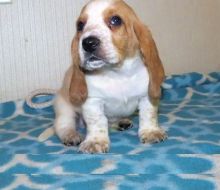 cuddling Adorable Basset Hound Puppies ready for new homes