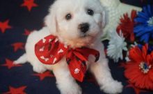 Cuddly and very playfu Bichon Frise puppy Now Ready