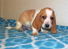 Cute Basset Hound for Good Homes