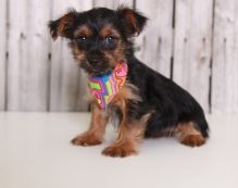 Cute Yorkie Puppies for adoption contact:::