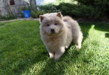 Fun Chow Chow Puppies looking to go for new homes