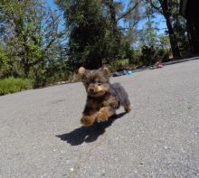 Gorgeous full coat teacup yorkie puppies
