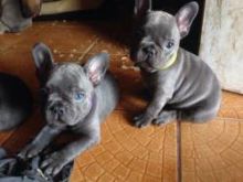 Male and Female Blue French Bulldog Available