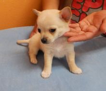 we have adorable and loving Chihuahua puppies