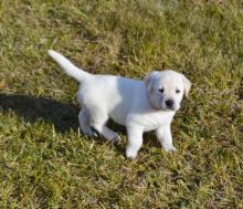 well Train Labrador Retriever puppies