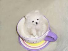 Adorable Black and white Pomeranian Puppies Available and they are potty trained puppies