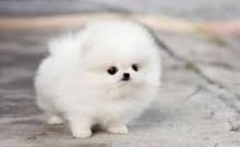 Adorable Black and white Pomeranian Puppies for lovely Homes
