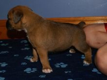afqwrfwef Awesome Male and Female Boxer puppies Now Ready