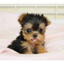AKC ADORABLE TEACUP YORKIE PUPPIES FOR ADOPTION