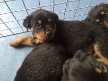 Beautiful Male and Female Rottweiler Puppies