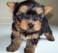 Beautiful Teacup Yorkie Puppy