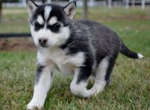 BLUE EYES SIBERIAN HUSKY FOR ADOPTIONs