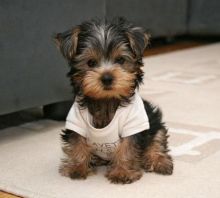 cute and dorable teacup yorkie puppies available