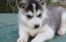 Cute Siberian Husky Puppies for Adoption(615) 278-9497