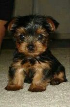 Cute Teddy Yorkie puppy, AKC,