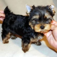 cute yorkie puppies for adoption (301) 778-7977