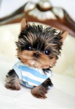 Extremely cute teacup yorkie puppies for adoption