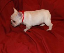 hdhfhdfhdfh Ubiquitous, Good Looking French Bulldog puppies