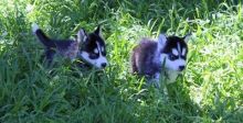 Lovely Blue Eyes Siberian Husky Puppies Available For Sale.(615) 278-9497 or (757) 932-4906